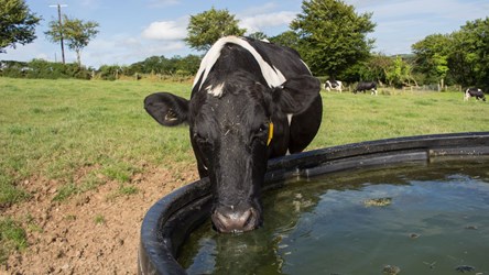 Dairy cow drinking from circular trough in a field